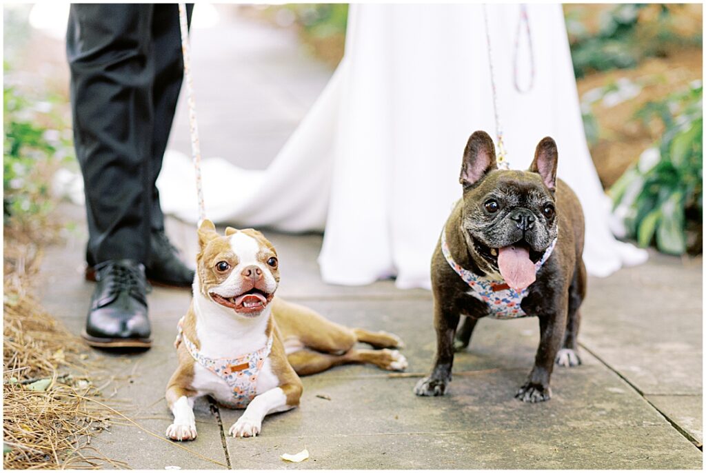 kimball-hall-wedding-dogs-at-wedding