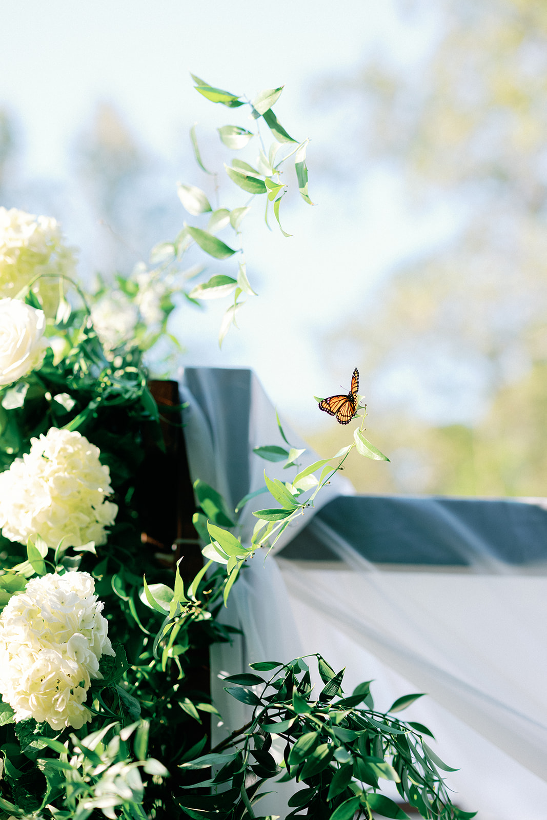 Butterfly on Chuppah at Wedding Ceremony