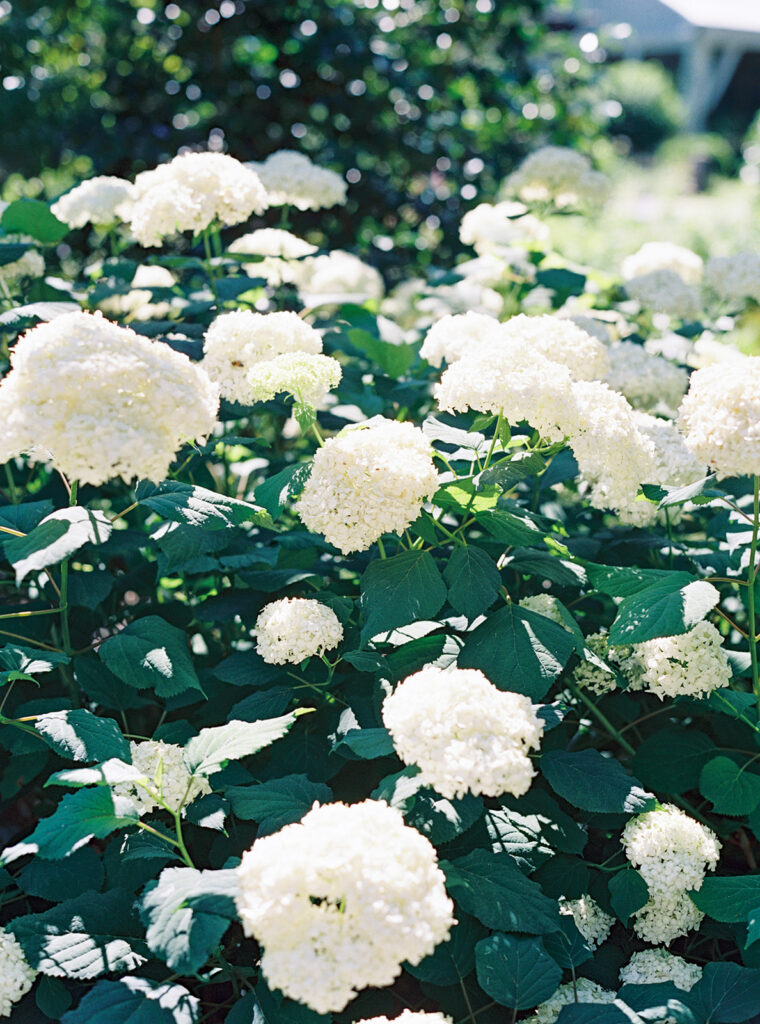 Engagement Photo Locations in Atlanta - 6 Outdoor Spaces for Stunning Photos - engagement photo locations in atlanta Flowers in Bloom at Cator Woolford Gardens During Spring